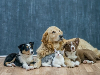 aspirador de mano para mascotas